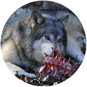 alimento-natural-lobo